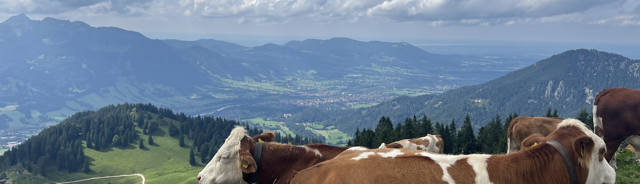 Auch den Kühen gefällt die Aussicht | © DAV Augsburg Senioren