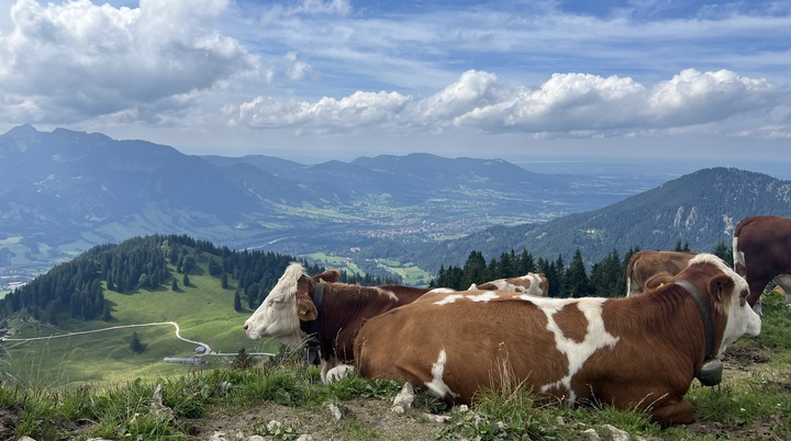 Auch den Kühen gefällt die Aussicht | © DAV Augsburg Senioren